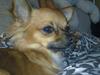 Chihuahua Coco [ Himmelhund]