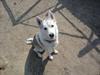 Siberian husky A´tebs Haltai of Winner [Tidl. hund]