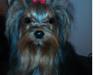 Yorkshire terrier Prs Medina Star Herstedsy