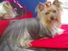 Yorkshire terrier NobleYork´s One More Time