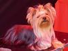 Yorkshire terrier Ramona  of Padawi´s