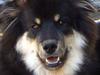 Finsk lapphund Molly