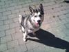 Siberian husky Nova