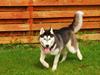 Siberian husky Velvet