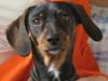 Blanding af racer Amanda - mest Gravhund