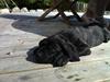 Dogo canario Tyson