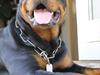 Rottweiler Barni [ Himmelhund]