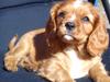 Cavalier king charles spaniel Sammy