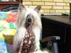 Chinese crested hårløs Dee-Dee
