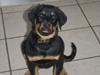 Rottweiler bell
