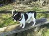 Fransk bulldog Fie