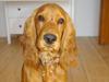 Cocker spaniel Balou