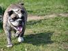 Engelsk bulldog Lollipop (Lolli)