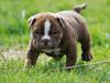 Olde english bulldogge Østergaard`s Chico