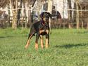 Dobermann Mamba von der Burgstätte