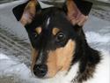 Collie korthåret Bestla