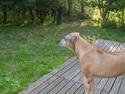 Rhodesian ridgeback Ridgeregals Kwanza Masefu † R.I.P †  )-':
