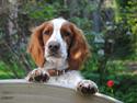 Welsh springer spaniel Gallois's Katy (Mynte)