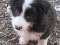 Border collie Cody