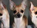Chihuahua '~'Bailey'~' (Basse mand)