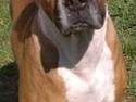 Blanding af racer Freja Godlike - Himmelhund -