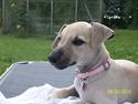 Whippet Blondie