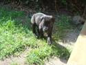 Labrador retriever Cervida Censational Aika