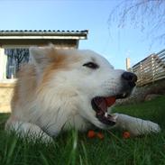 Islandsk fårehund Snorri