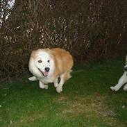 Islandsk fårehund Snorri