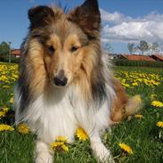 Shetland sheepdog Oscar aka. Vaps