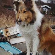 Shetland sheepdog Oscar aka. Vaps