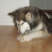 Alaskan malamute Kakki