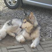 Alaskan malamute Kakki