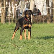 Dobermann Mamba von der Burgstätte