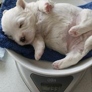 Coton de tulear Viola