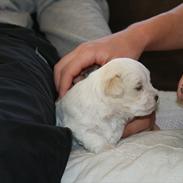 Coton de tulear Viola