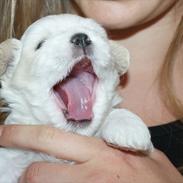 Coton de tulear Viola