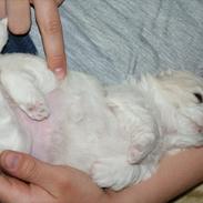 Coton de tulear Viola