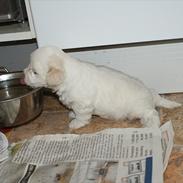 Coton de tulear Viola