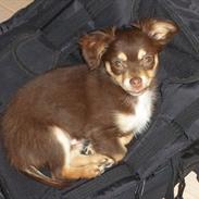 Chihuahua Frebonas Casanova (Ditlev)