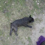 Fransk bulldog Albert
