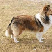 Shetland sheepdog Trendy