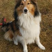 Shetland sheepdog Trendy