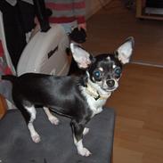 Chihuahua Minnie