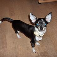 Chihuahua Minnie