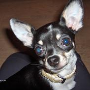 Chihuahua Minnie