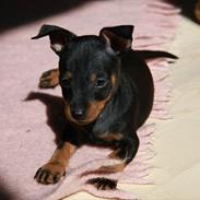 Dvaergpinscher Joey
