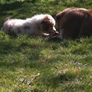 Australian shepherd Illumineer Magnolia Mill