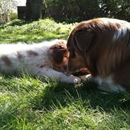 Australian shepherd Illumineer Magnolia Mill