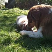 Australian shepherd Illumineer Magnolia Mill